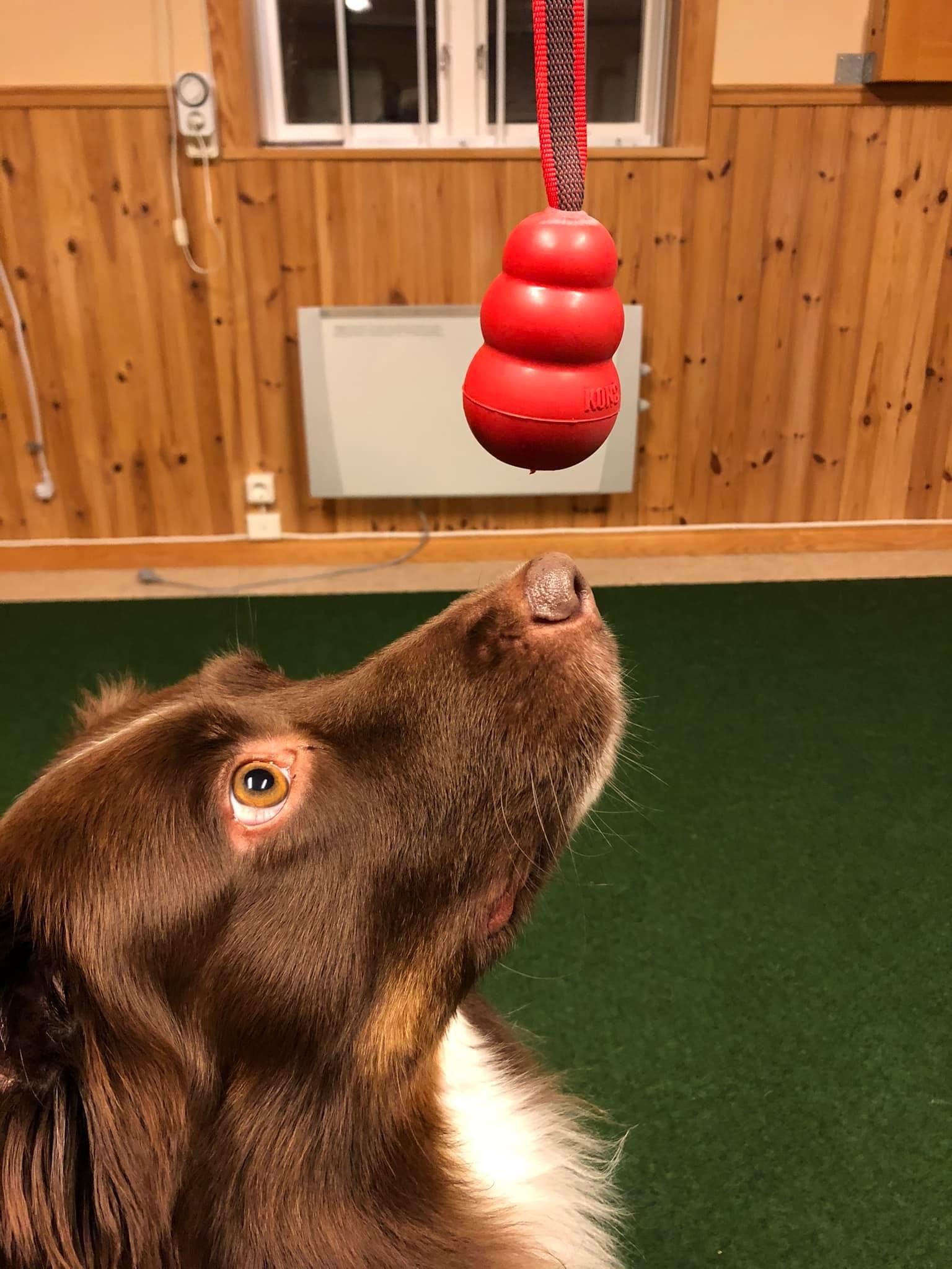 Hund tittar fokuserat på en röd kong. 