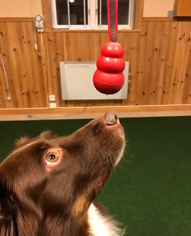 Hund tittar fokuserat på en röd kong. 