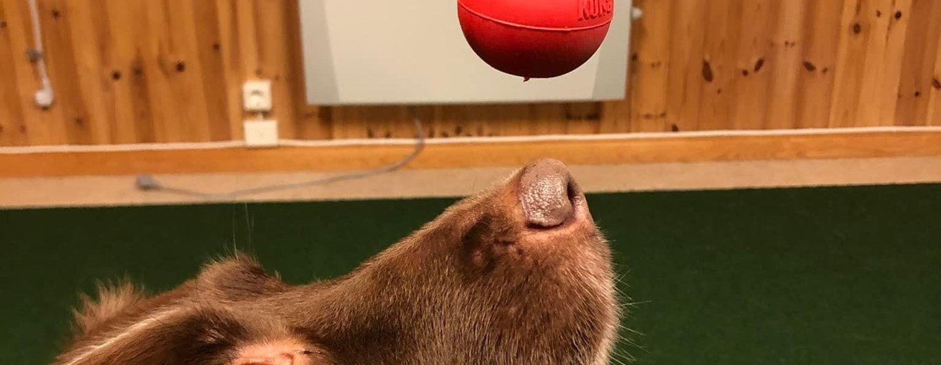 Hund tittar fokuserat på en röd kong.