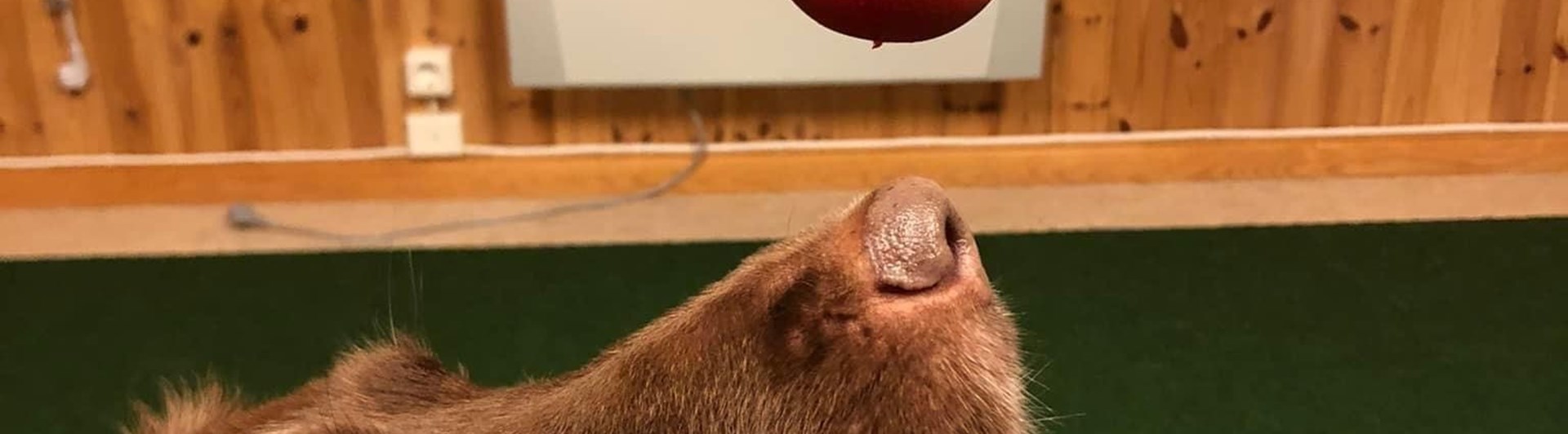 Hund tittar fokuserat på en röd kong.