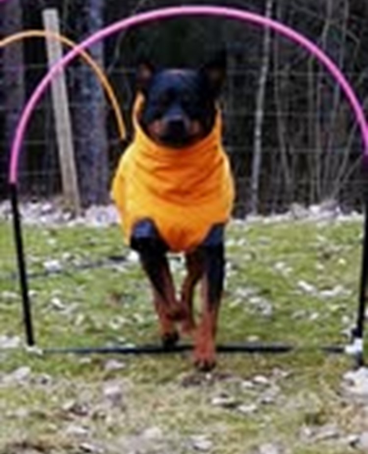 Hoopers träning