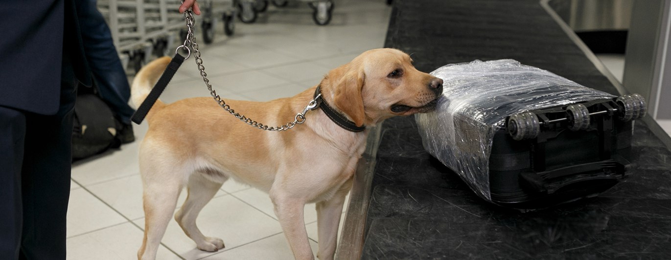 Labrador retriever som söker av väskor på ett bagageband på en flygplats