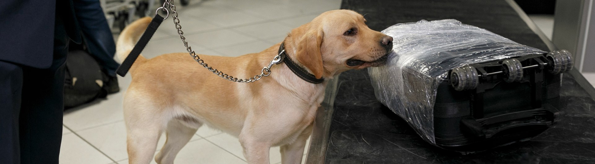 Labrador retriever som söker av väskor på ett bagageband på en flygplats