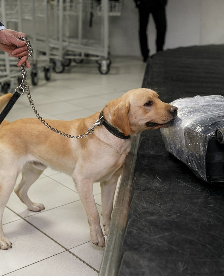 Labrador retriever som söker av väskor på ett bagageband på en flygplats