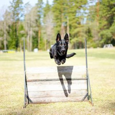 Lycklig hund som får hoppa hinder.