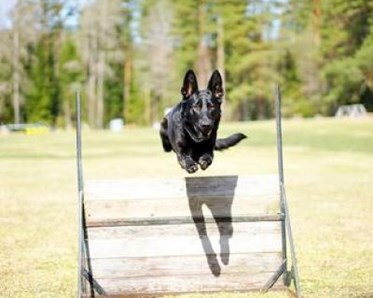 Lycklig hund som får hoppa hinder.