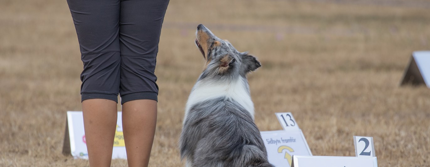 Hund med förarkontakt i rallylydnad