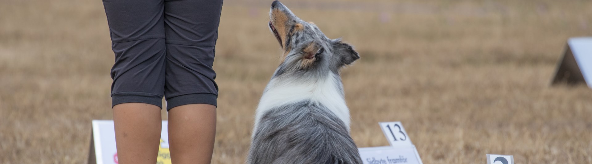 Hund med förarkontakt i rallylydnad