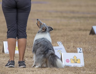 Hund med förarkontakt i rallylydnad