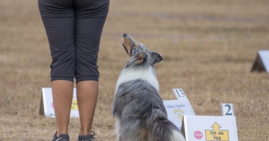 Hund med förarkontakt i rallylydnad