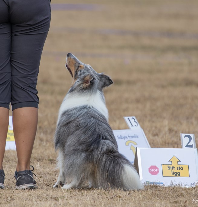 Hund med förarkontakt i rallylydnad