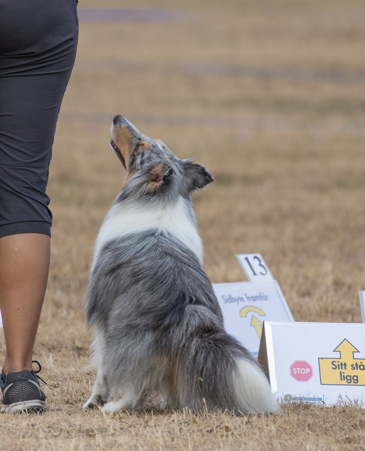 Hund med förarkontakt i rallylydnad