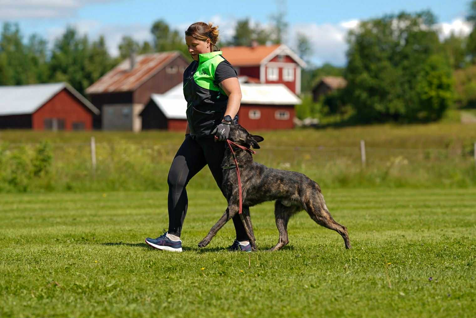Holländsk herdehund som går fot bredvid sin förare.