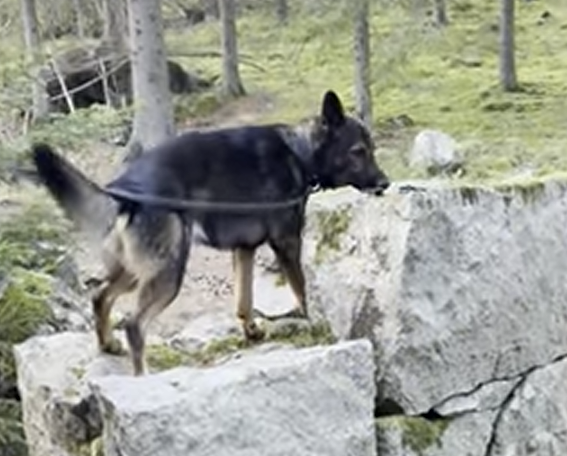 Spännande sökmiljö - Uppie
