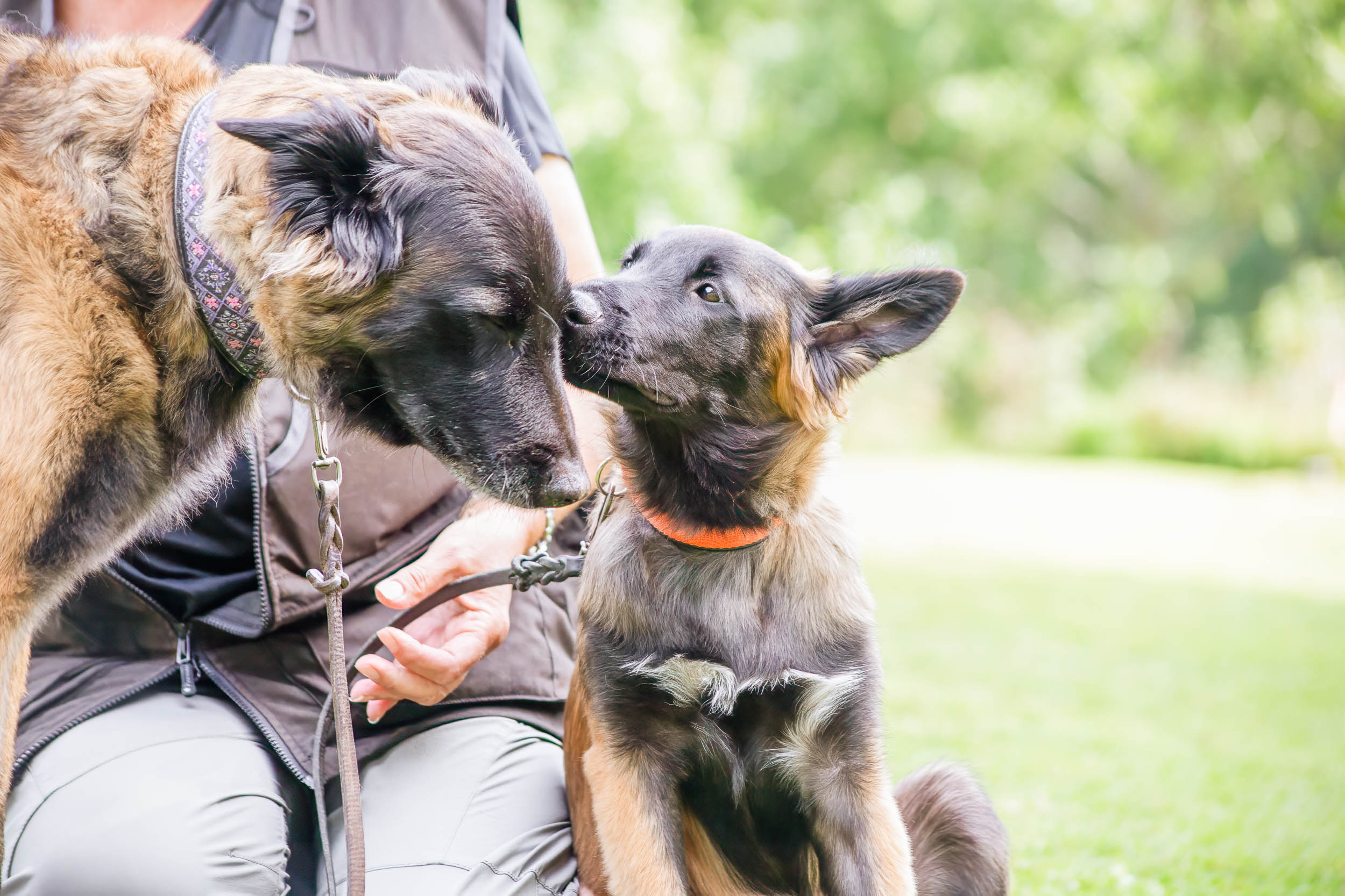 Kommunikation mellan valp och vuxen hund