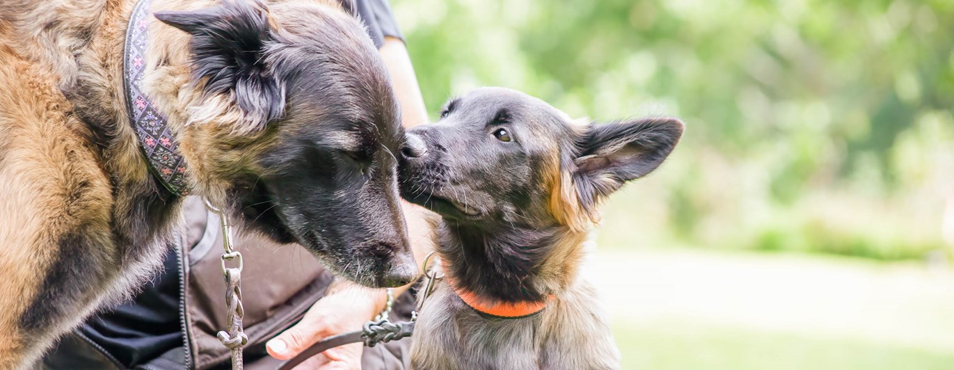 Kommunikation mellan valp och vuxen hund
