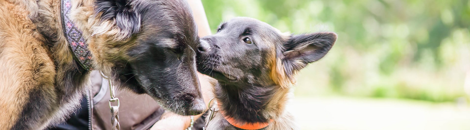 Kommunikation mellan valp och vuxen hund