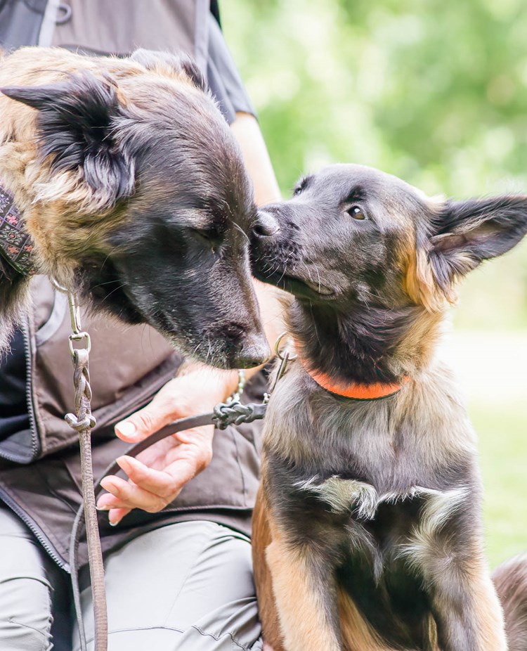Kommunikation mellan valp och vuxen hund