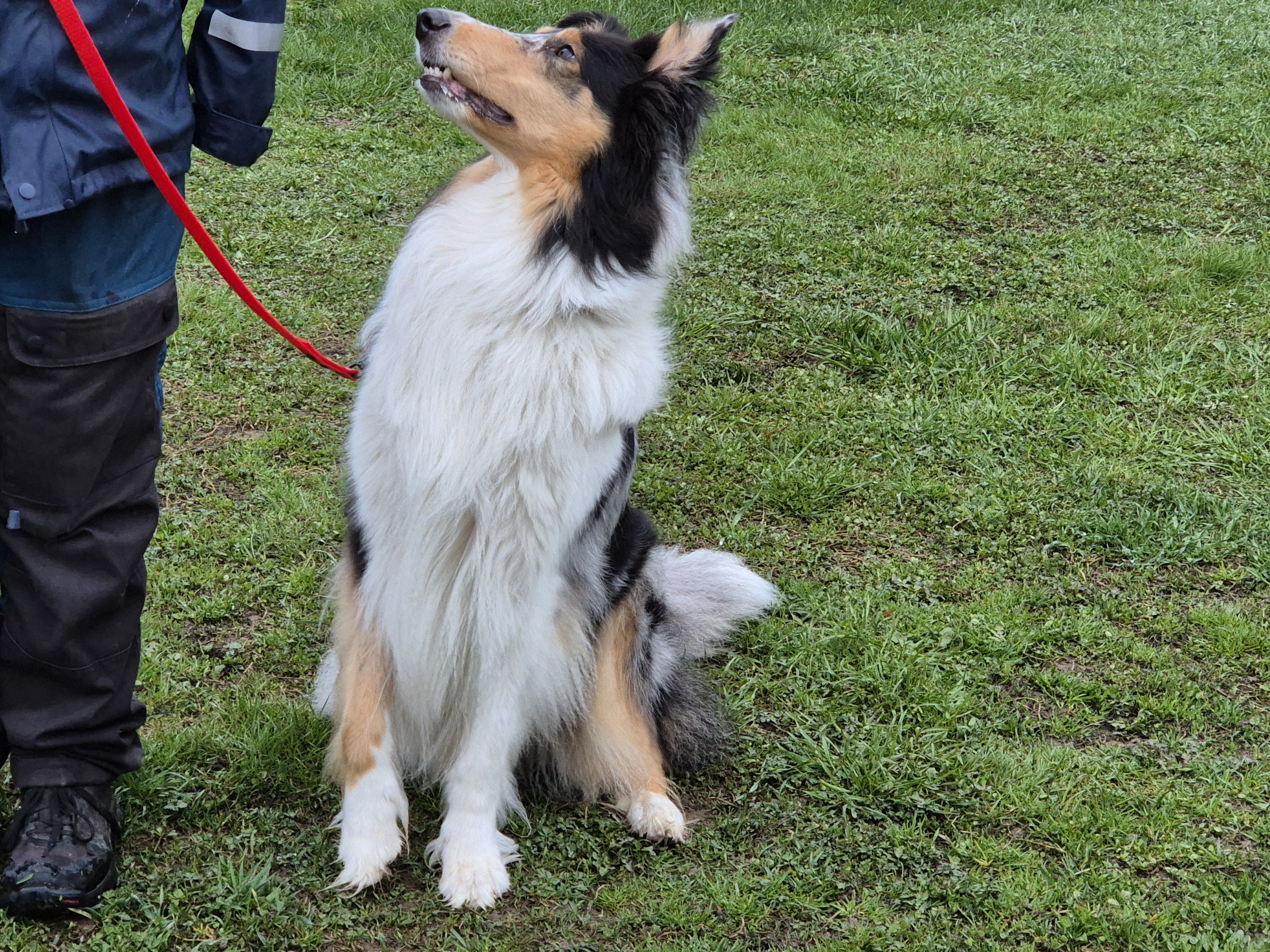 Fincollie på skyddslydnadskurs.