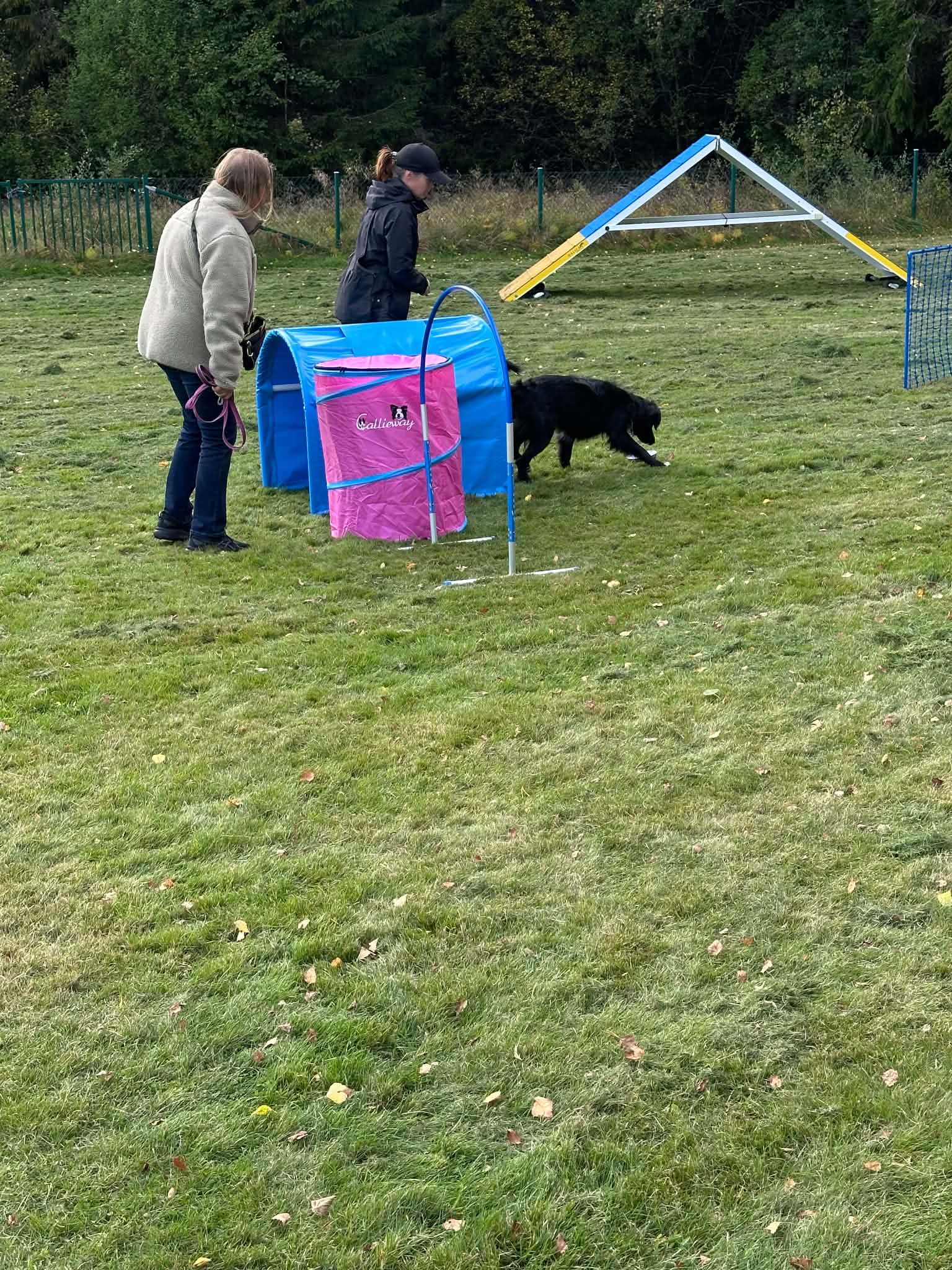 Hoopershinder och hundar på gräsmatta