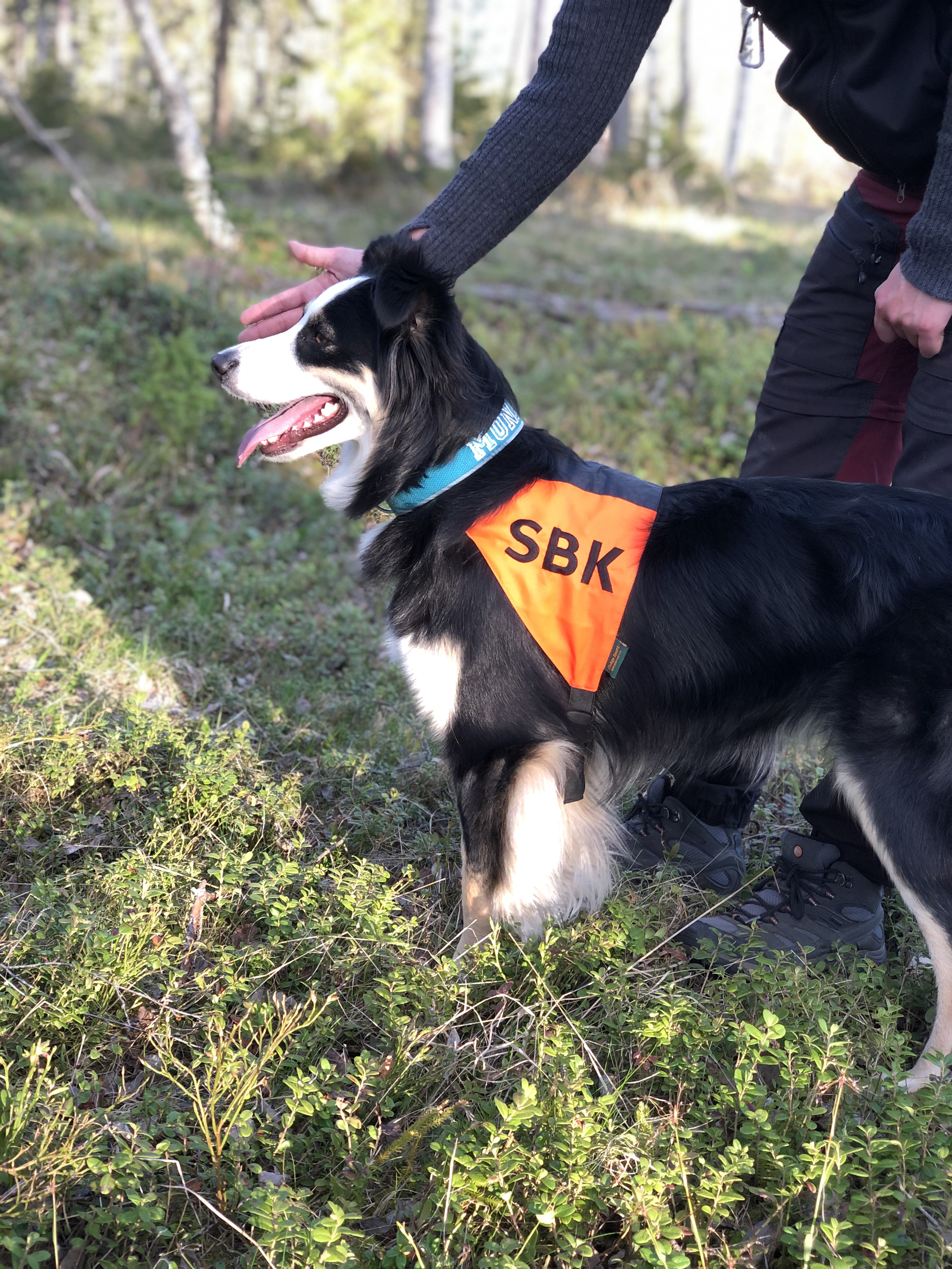 Hund som ska träna sök