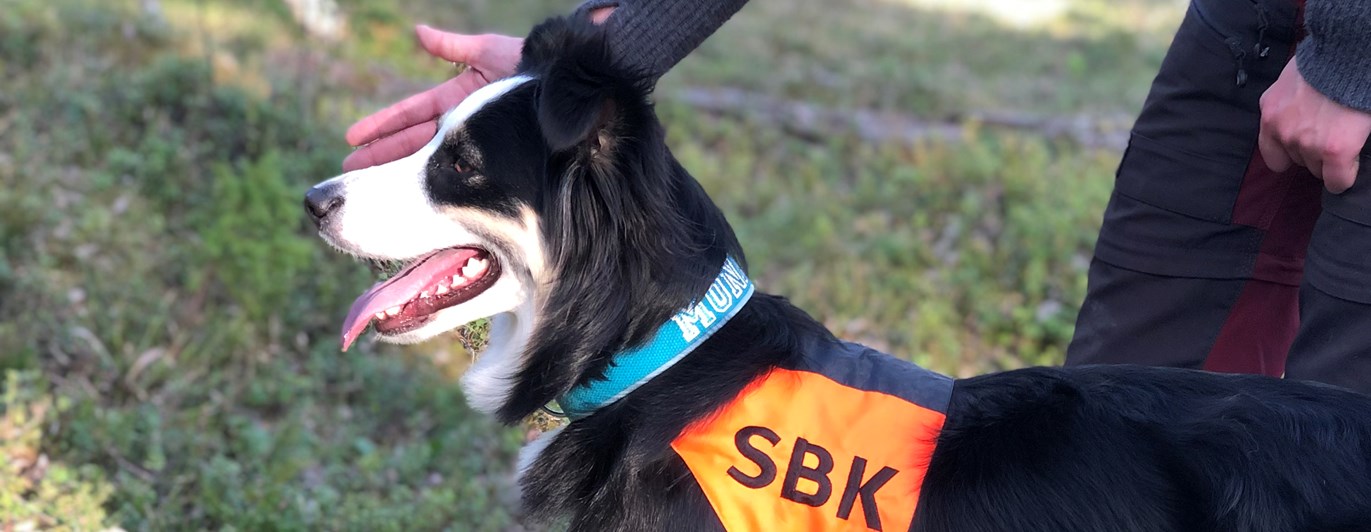 Hund som ska träna sök