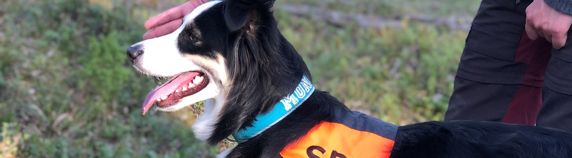 Hund som ska träna sök