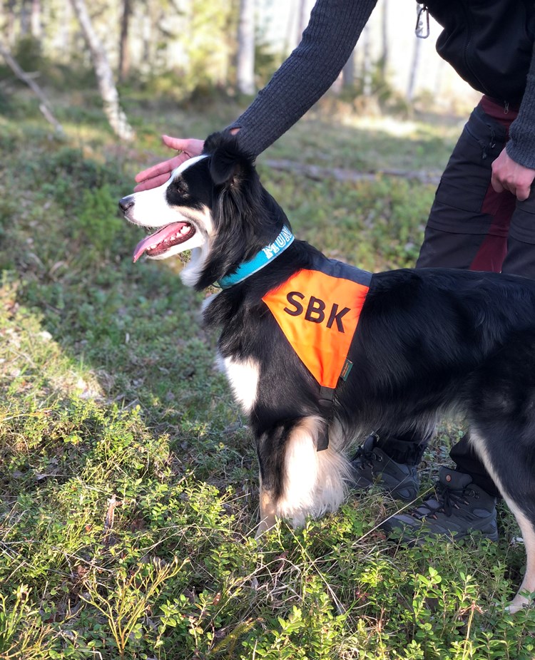 Hund som ska träna sök