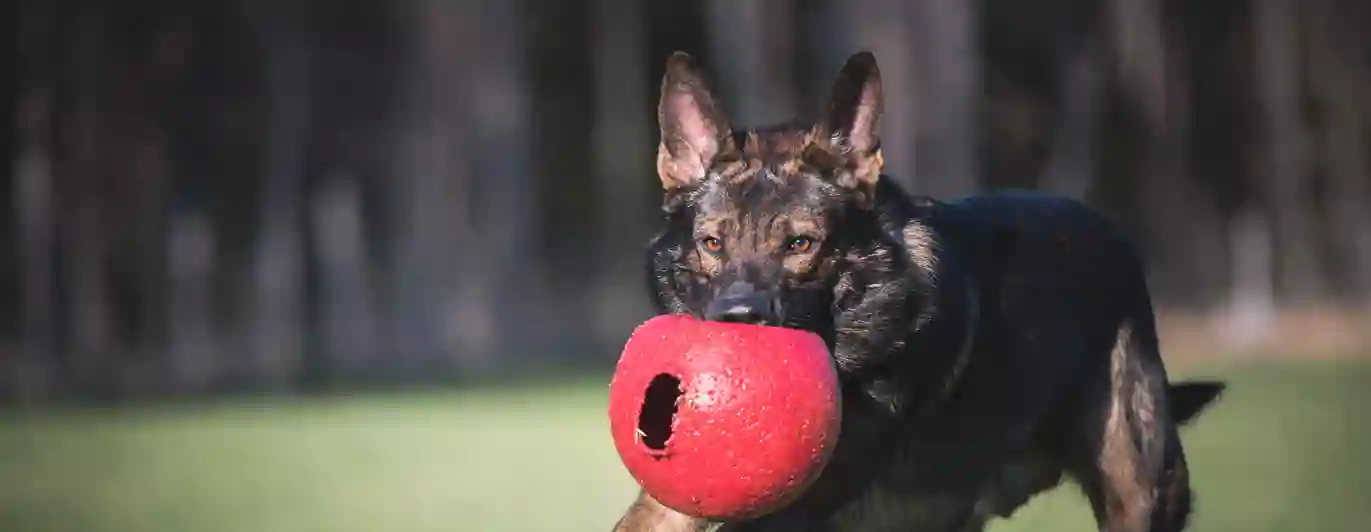 Schäfer som springer med en stor röd boll i munnen