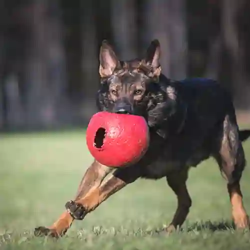 Schäfer som springer med en stor röd boll i munnen