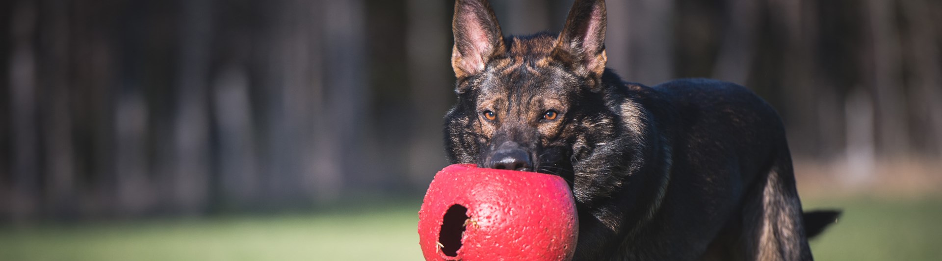 Schäfer som springer med en stor röd boll i munnen