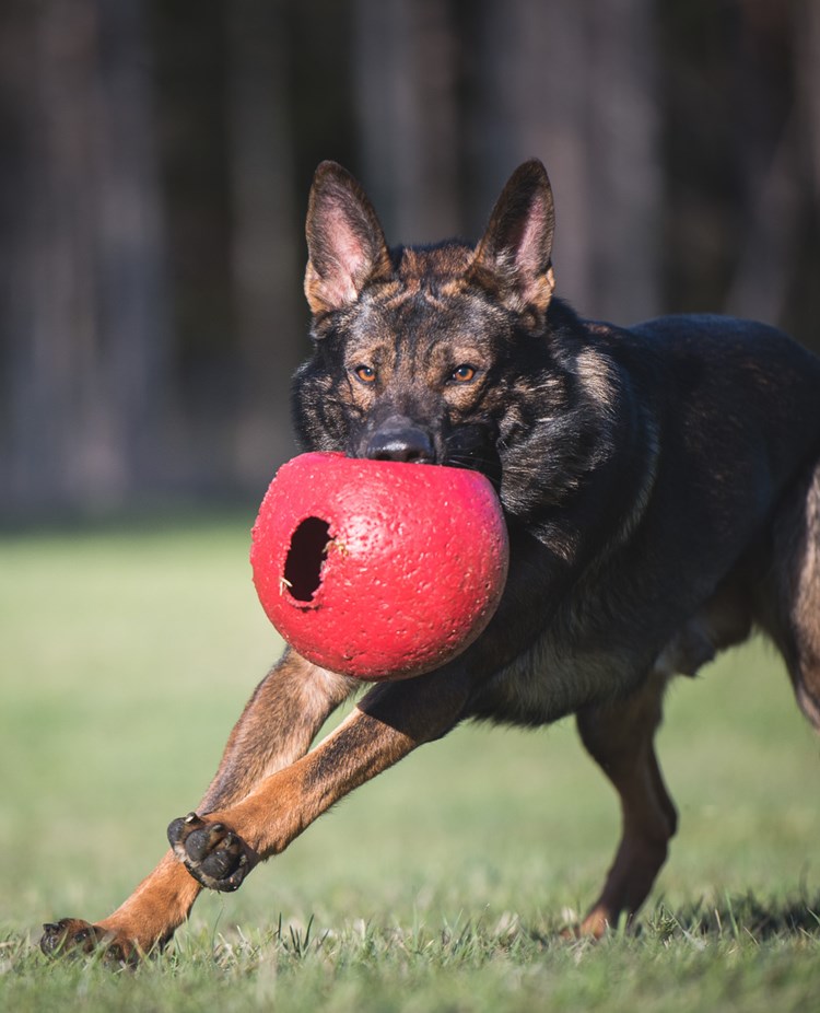 Schäfer som springer med en stor röd boll i munnen