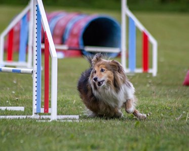 Hund springer på agilitybana