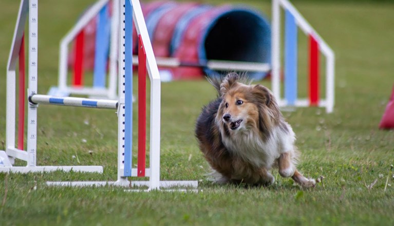 Hund springer på agilitybana
