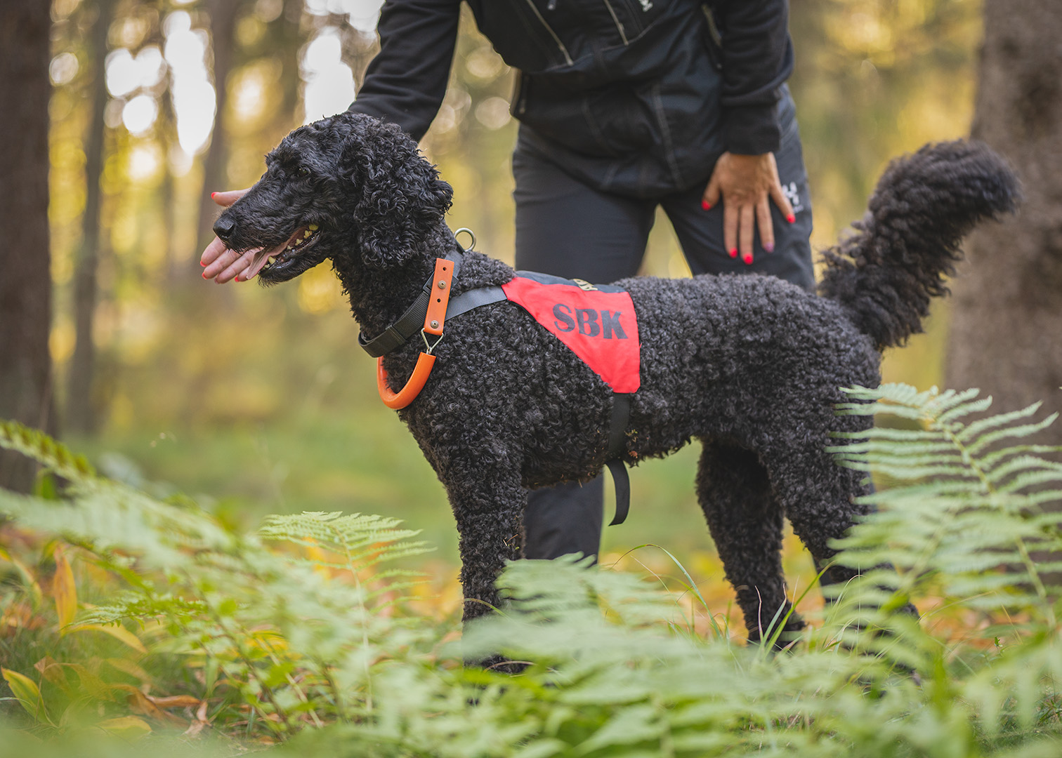 Pudel Arwen tränar sök