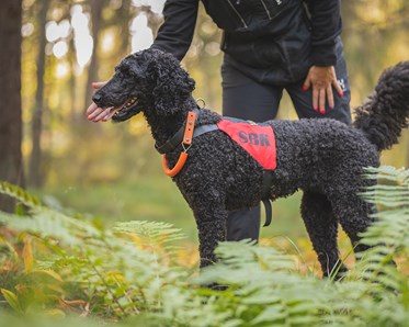 Pudel Arwen tränar sök
