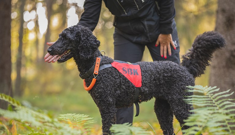 Pudel Arwen tränar sök