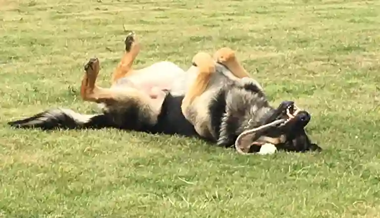 Hund som rullar runt i gräset med sin leksak. 