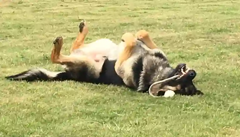 Hund som rullar runt i gräset med sin leksak. 