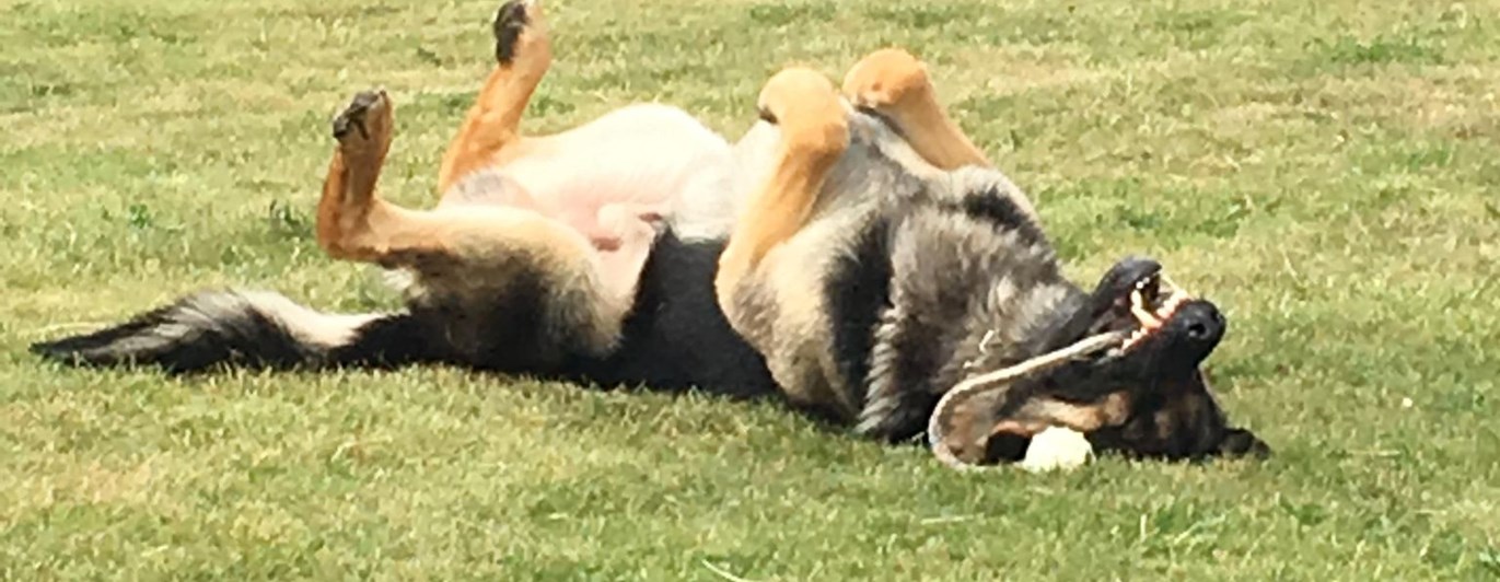 Hund som rullar runt i gräset med sin leksak.