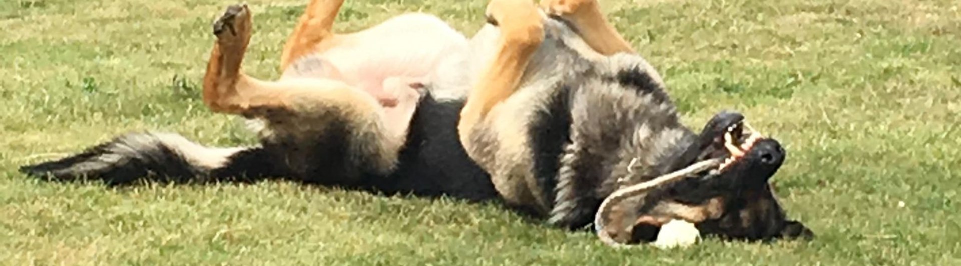 Hund som rullar runt i gräset med sin leksak.