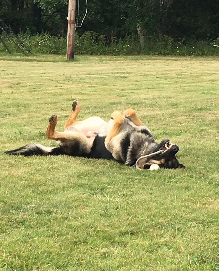 Hund som rullar runt i gräset med sin leksak.
