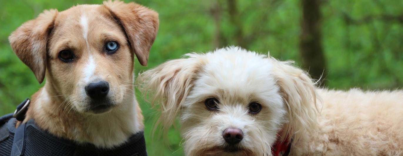 Två hundar