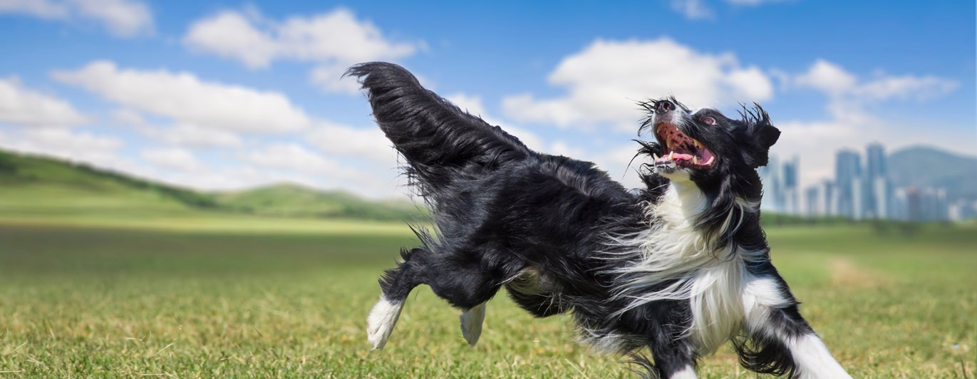 Svartvit border collie som springer på en stor grön gräsmatta.