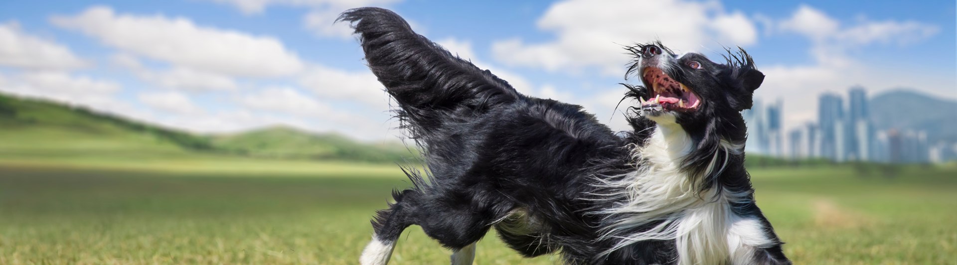 Svartvit border collie som springer på en stor grön gräsmatta.