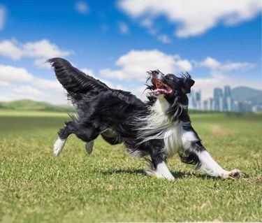 Svartvit border collie som springer på en stor grön gräsmatta.