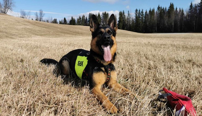 Schäfer med tjänstetäcke ligger på en äng. Vår och tort i backen.
