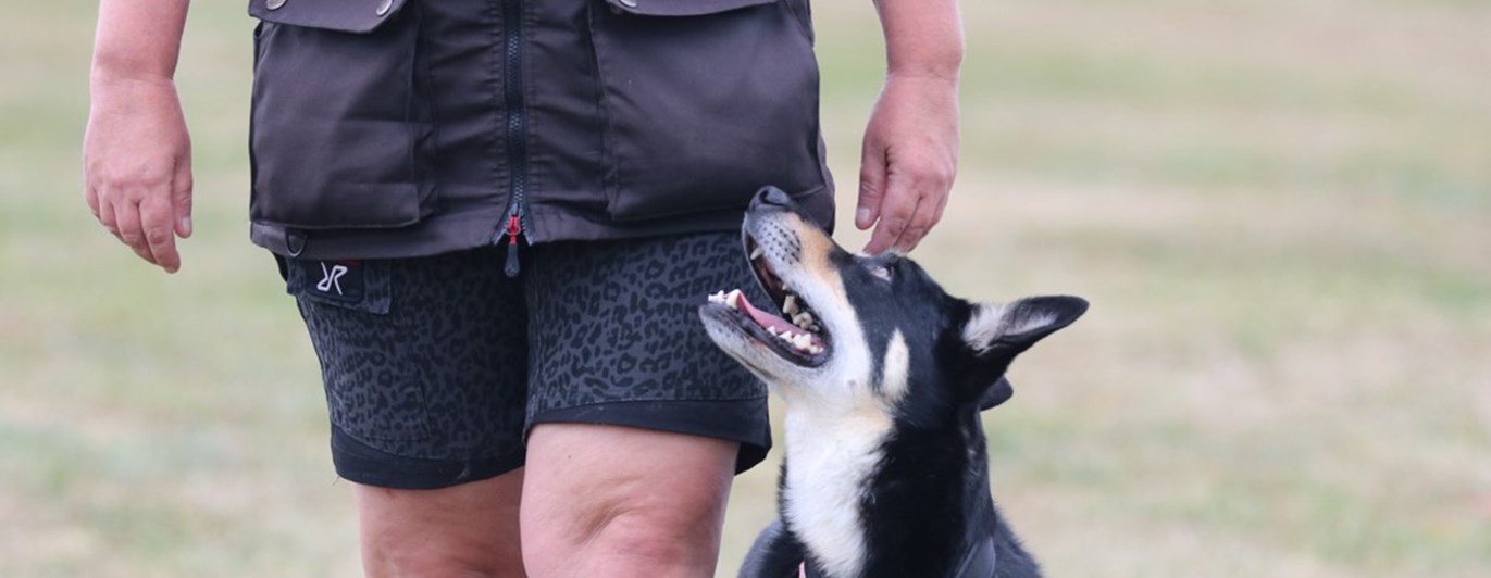 Kelpie i fritt följ