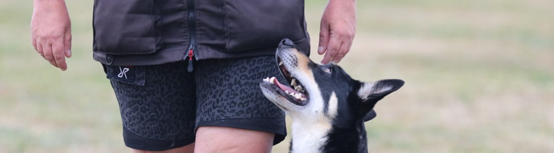 Kelpie i fritt följ