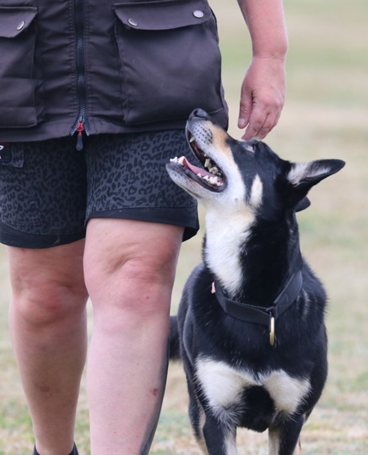 Kelpie i fritt följ